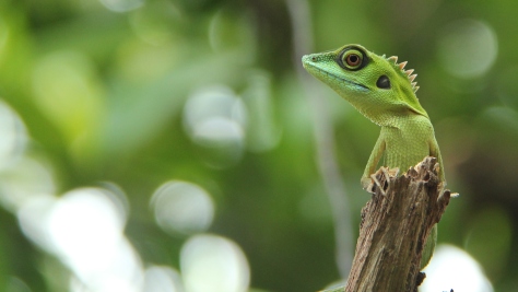 Green Crested Lizard_Emmanul